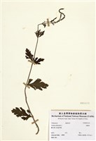 藏品(馬鞭草)的圖片